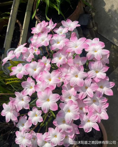 慈文花有哪些常见品种？-图2