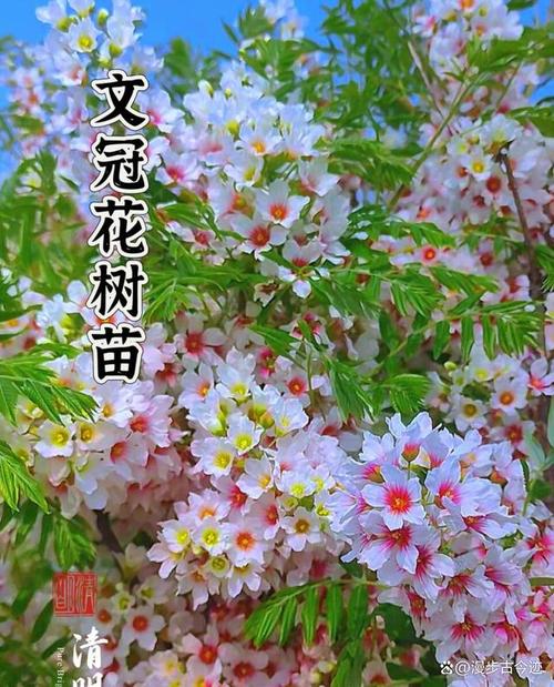 慈文花有哪些常见品种？-图1