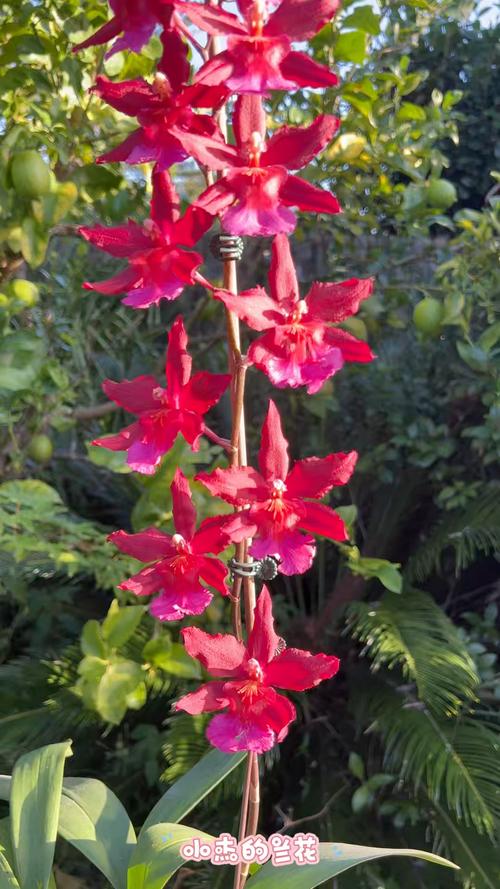 慈文花有哪些常见品种？-图3