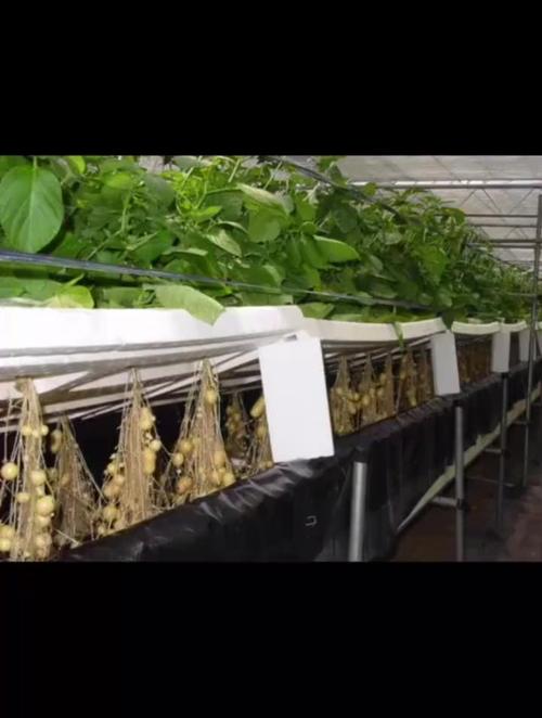 无土种植蔬菜视频，技术要点有哪些？-图3