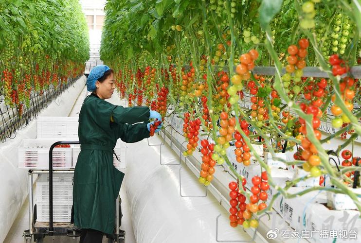 无土种植蔬菜视频，技术要点有哪些？-图2