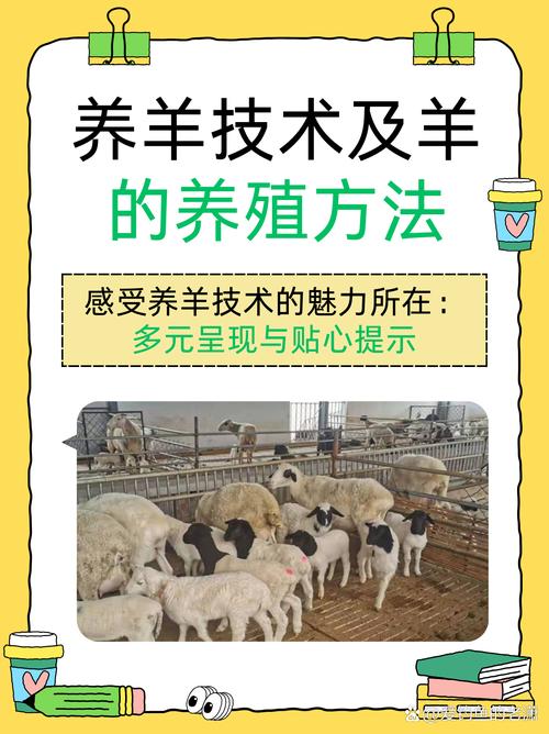 母羊饲养管理有哪些关键技术？-图1