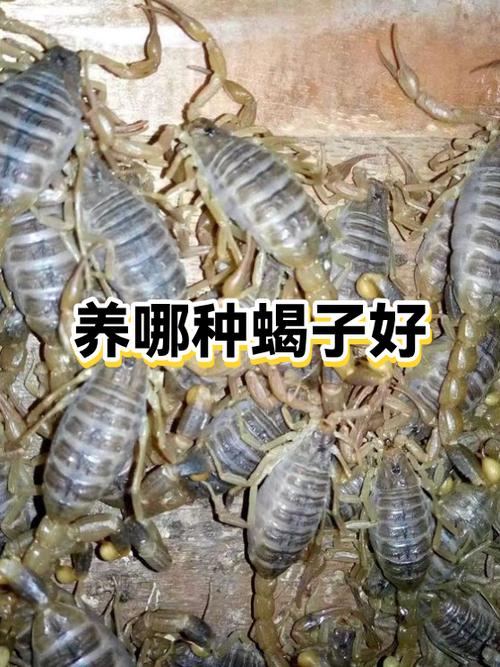 新手养蝎，哪种品种好上手？-图1