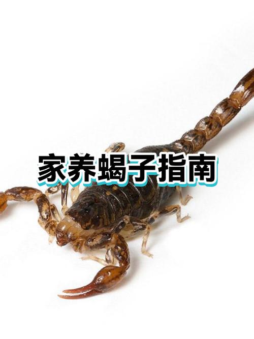 新手养蝎，哪种品种好上手？-图3