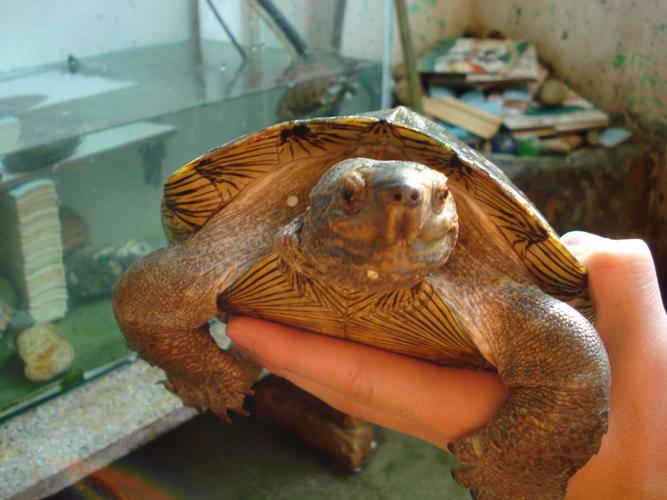 广东亚巨龟价格多少钱一只？-图1