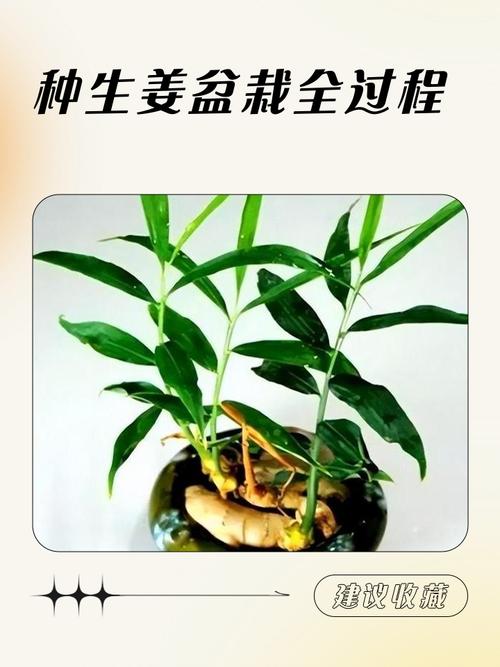 南方生姜如何实现高产种植？-图1