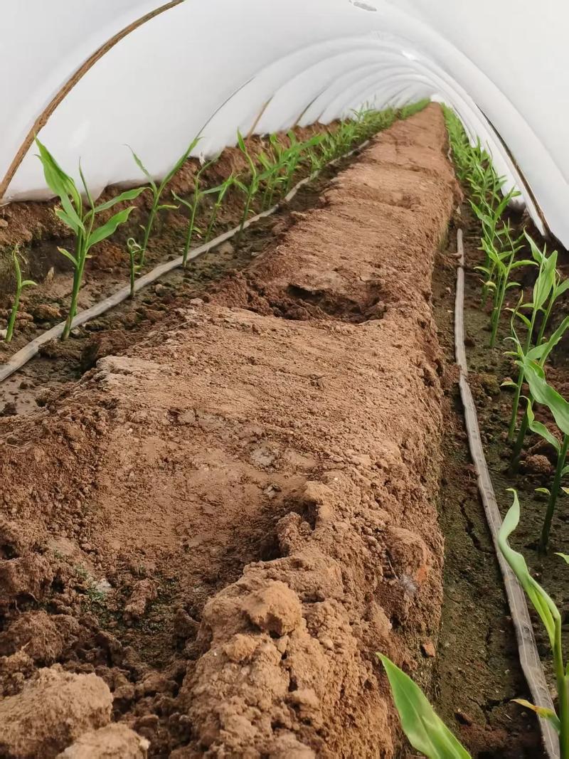 南方生姜如何实现高产种植？-图3