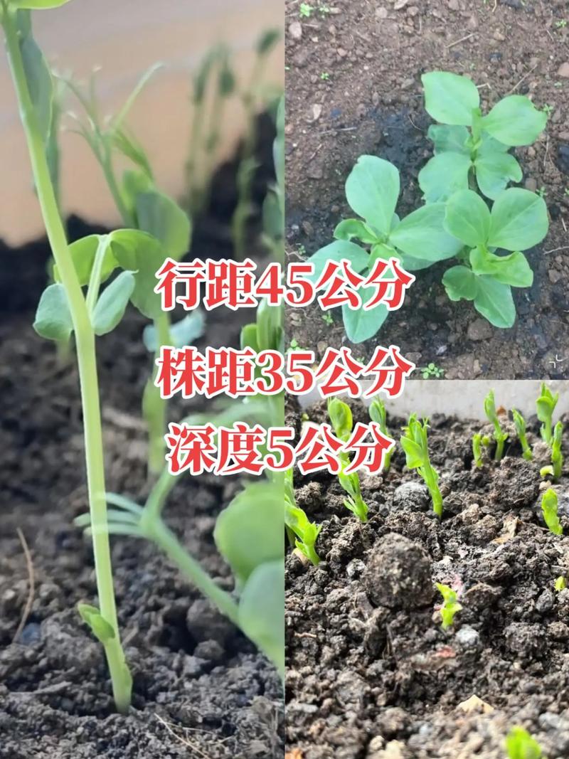 大棚蚕豆怎么种？视频教你关键技术！-图1