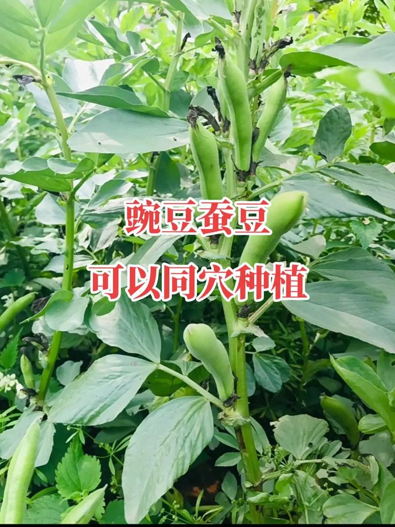 大棚蚕豆怎么种？视频教你关键技术！-图2