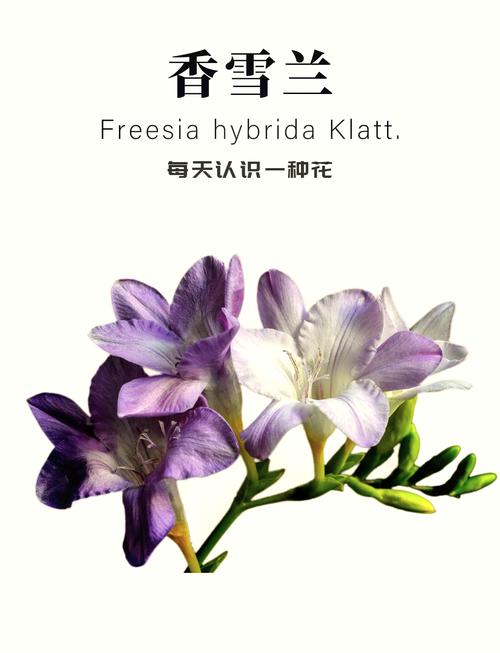 香雪兰品种究竟有多少？-图2