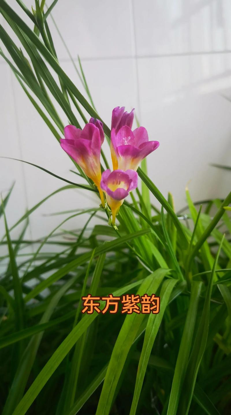 香雪兰品种究竟有多少？-图1