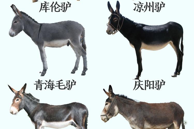 肉驴选啥品种好？-图2