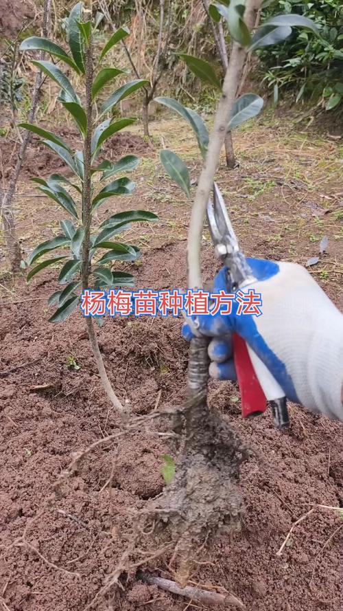 杨梅树苗种植技术有哪些关键点？-图1