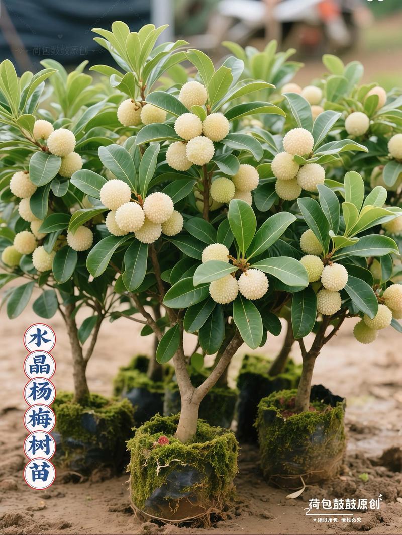 杨梅树苗种植技术有哪些关键点？-图2