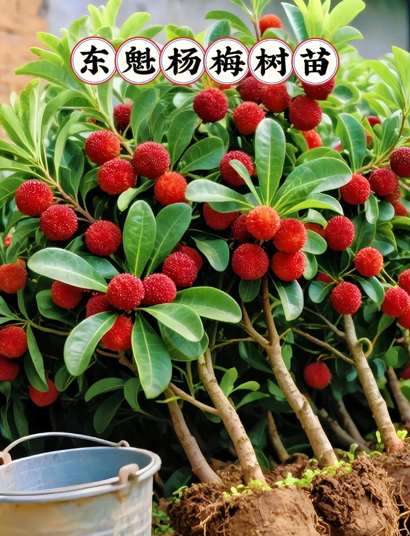 杨梅树苗种植技术有哪些关键点？-图3