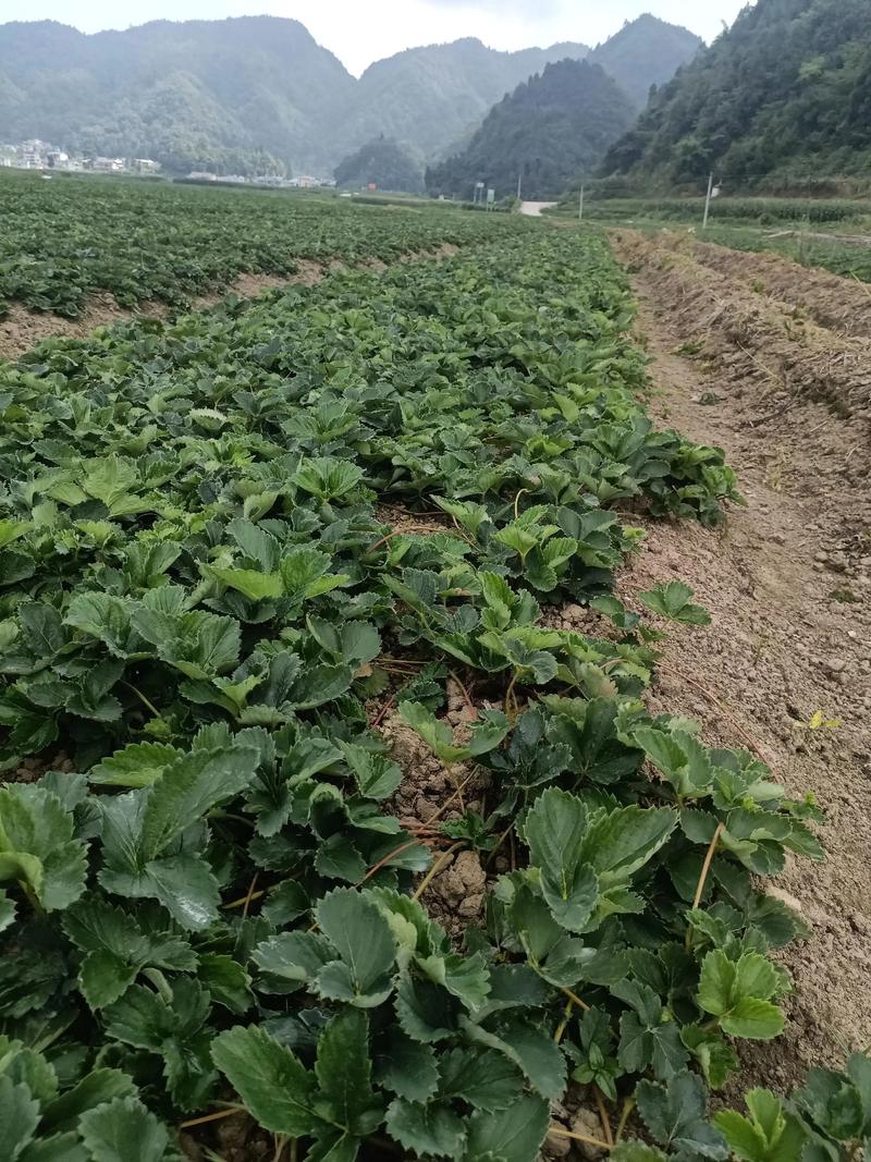 草莓如何高效栽培与管理？-图1