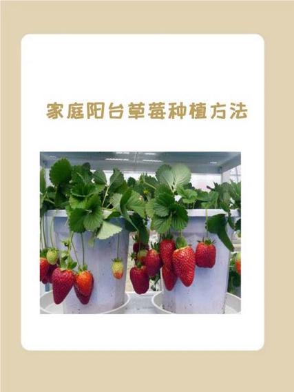 草莓如何高效栽培与管理？-图2