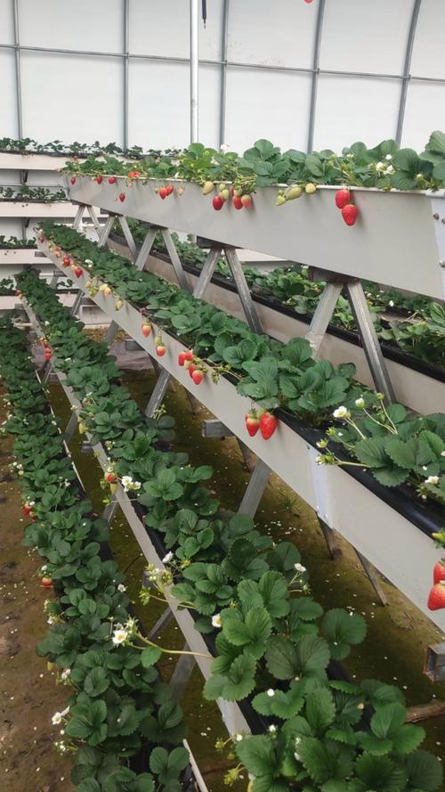 草莓如何高效栽培与管理？-图3