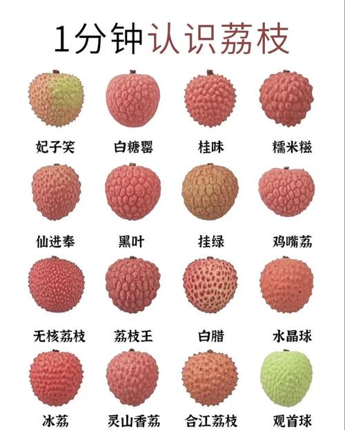 荔枝大核是哪个品种？-图1