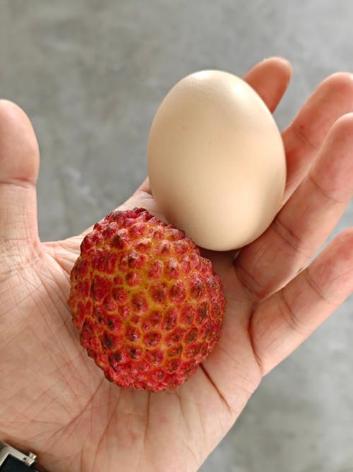 荔枝大核是哪个品种？-图3