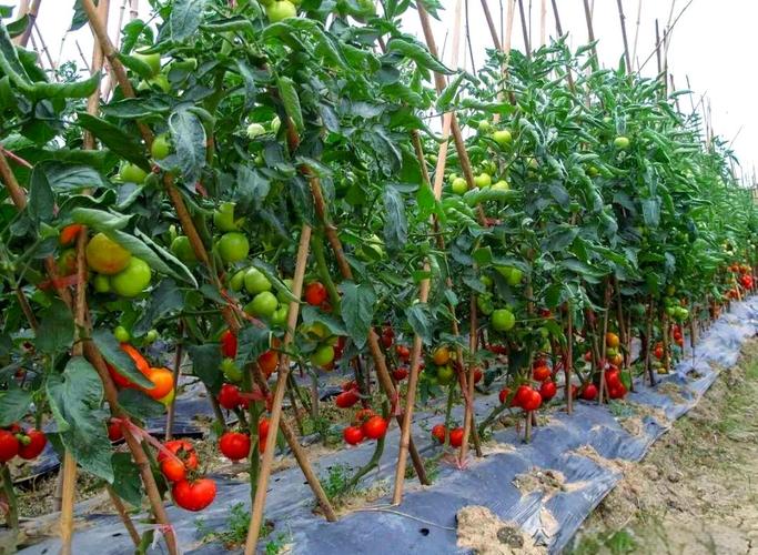 番茄种植管理有哪些关键技术？-图1