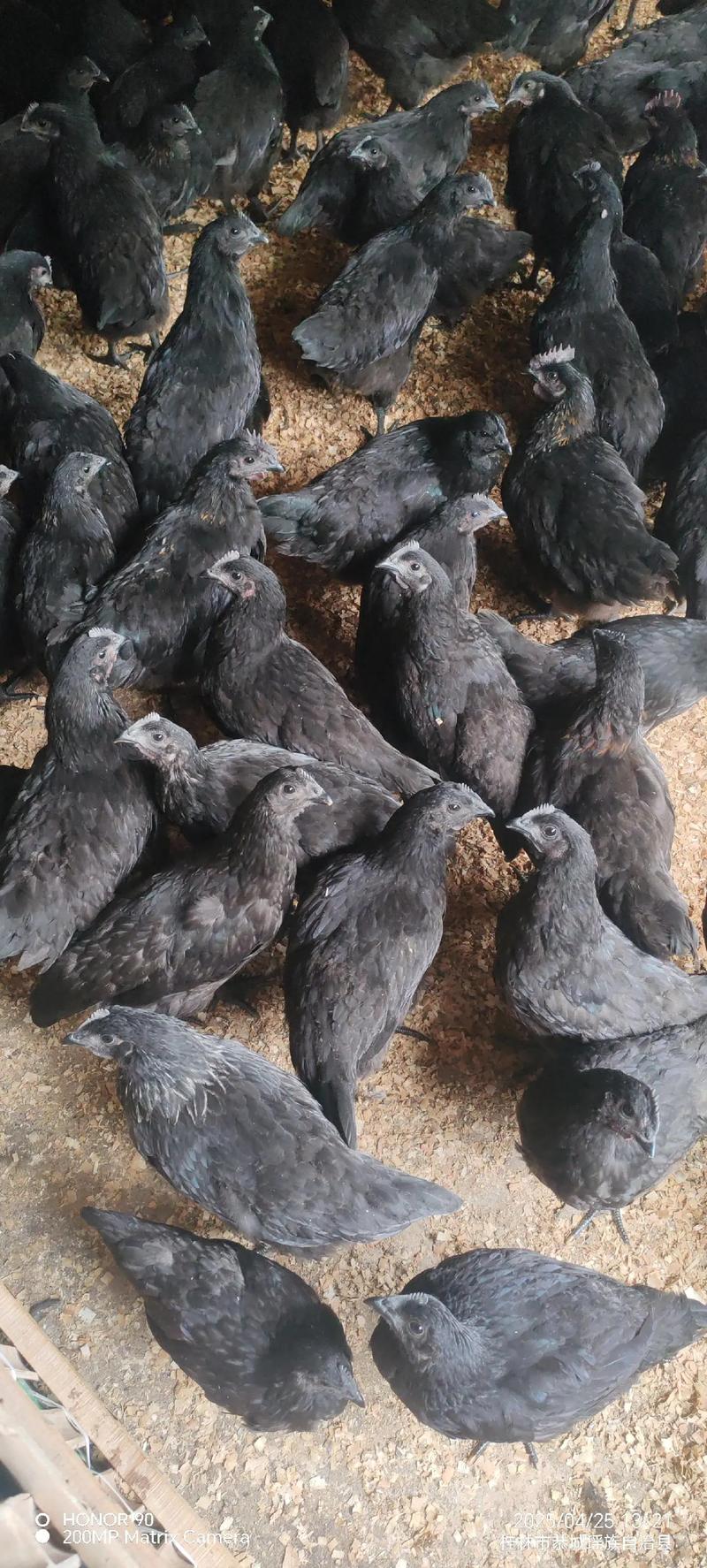 黒鸡品种有哪些？附图片解析。-图2