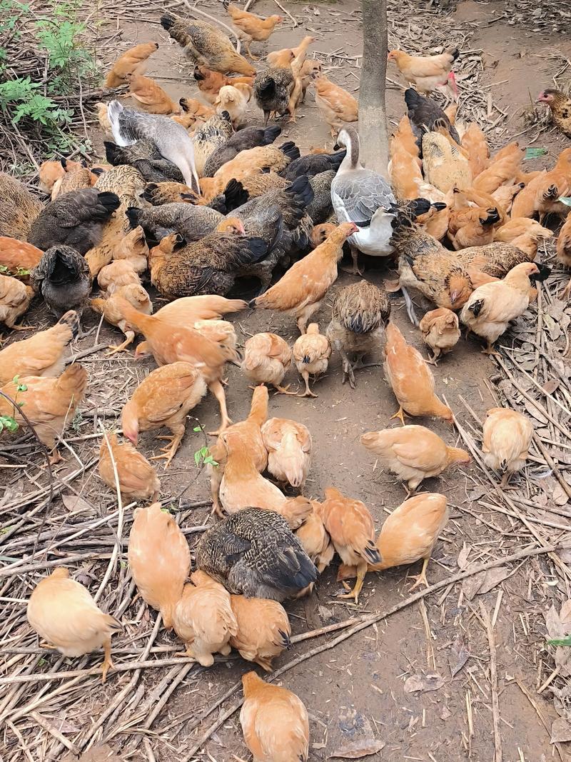 农村散养土鸡养殖技术要点有哪些？-图2