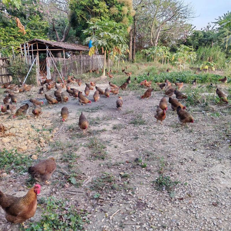 农村散养土鸡养殖技术要点有哪些？-图3