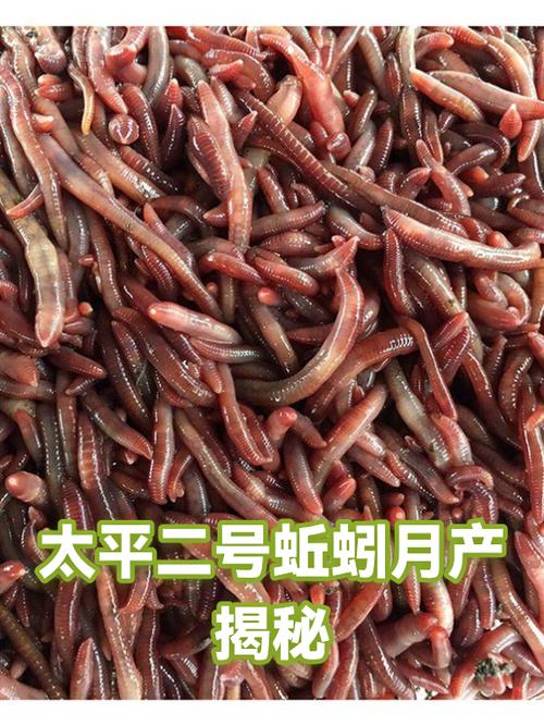太平2号蚯蚓种苗价格多少钱一斤？-图1