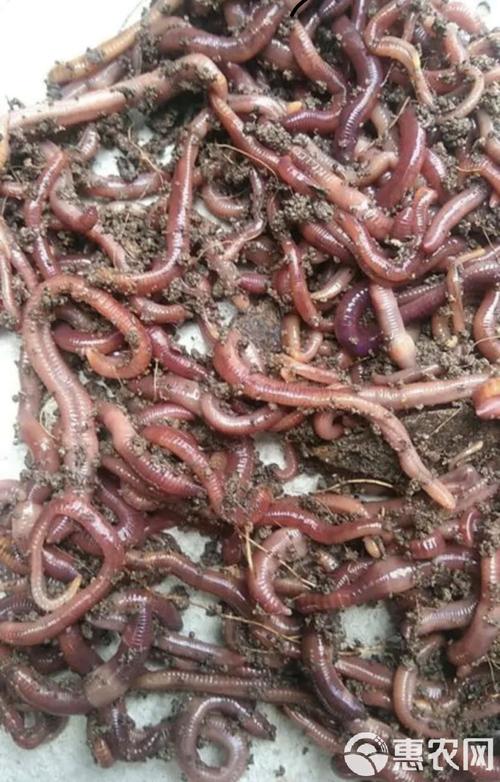 太平2号蚯蚓种苗价格多少钱一斤？-图2