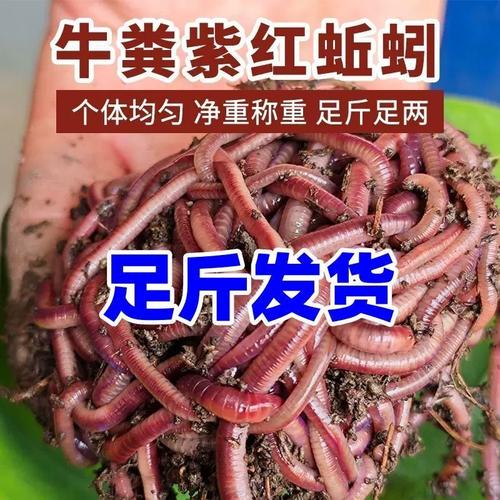 太平2号蚯蚓种苗价格多少钱一斤？-图3