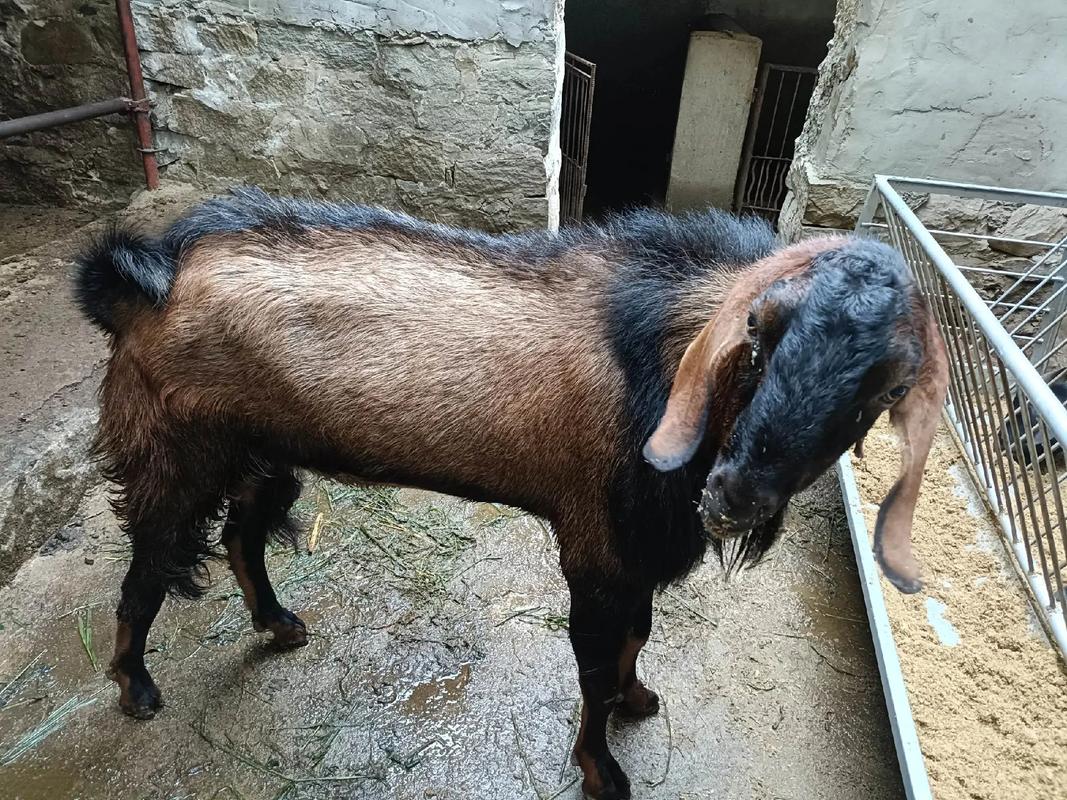 特大体型羊品种有哪些？-图2