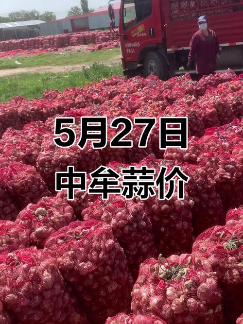 中牟大蒜今日价格多少钱一斤？-图2