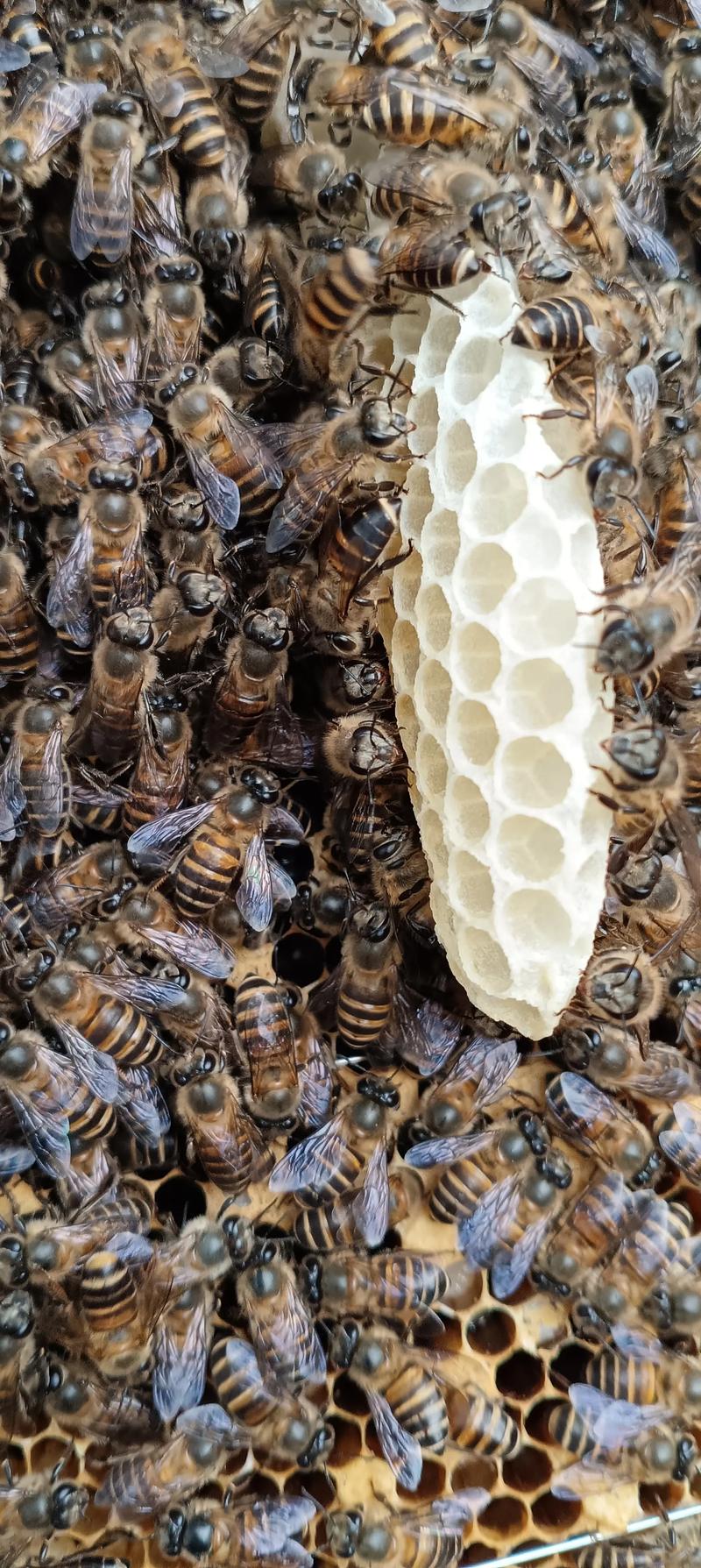 蜜蜂人工育王技术视频怎么学？-图1