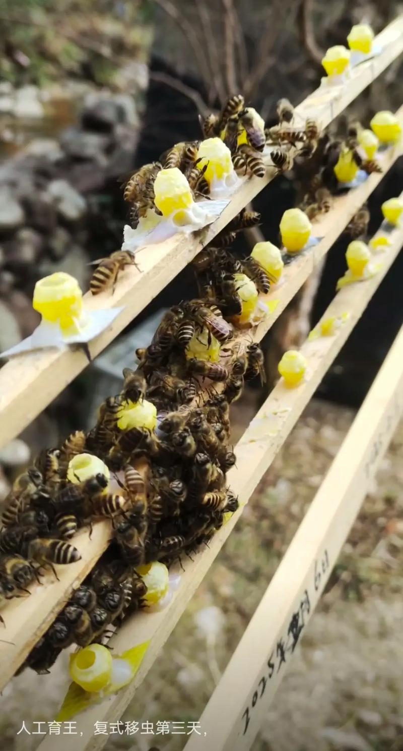 蜜蜂人工育王技术视频怎么学？-图3