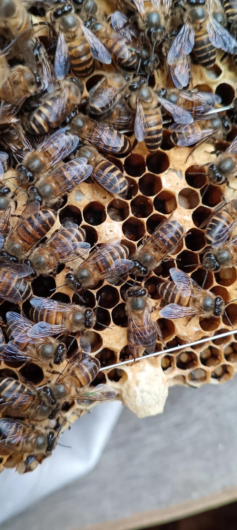 蜜蜂人工育王技术视频怎么学？-图2