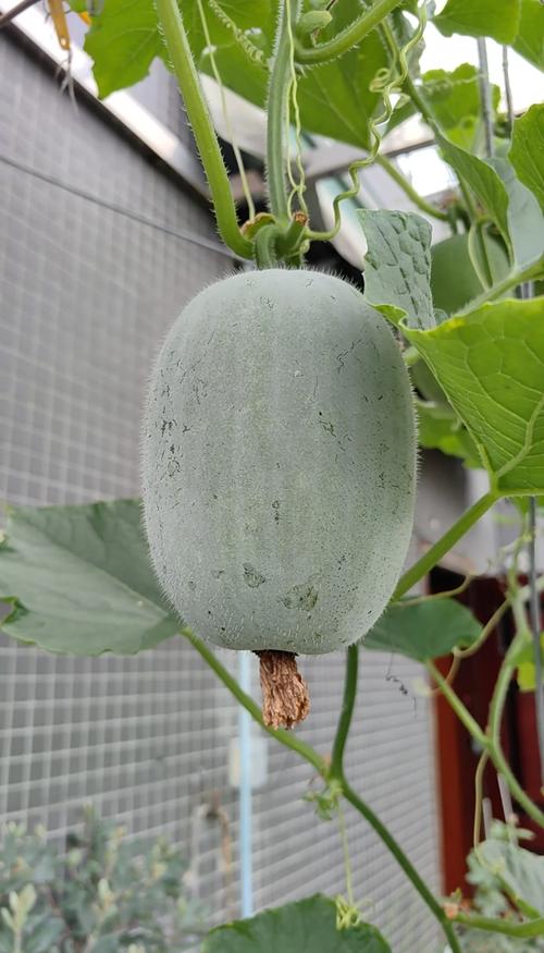 小冬瓜如何高效种植与管理？-图1