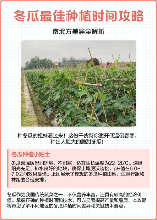 小冬瓜如何高效种植与管理？-图2