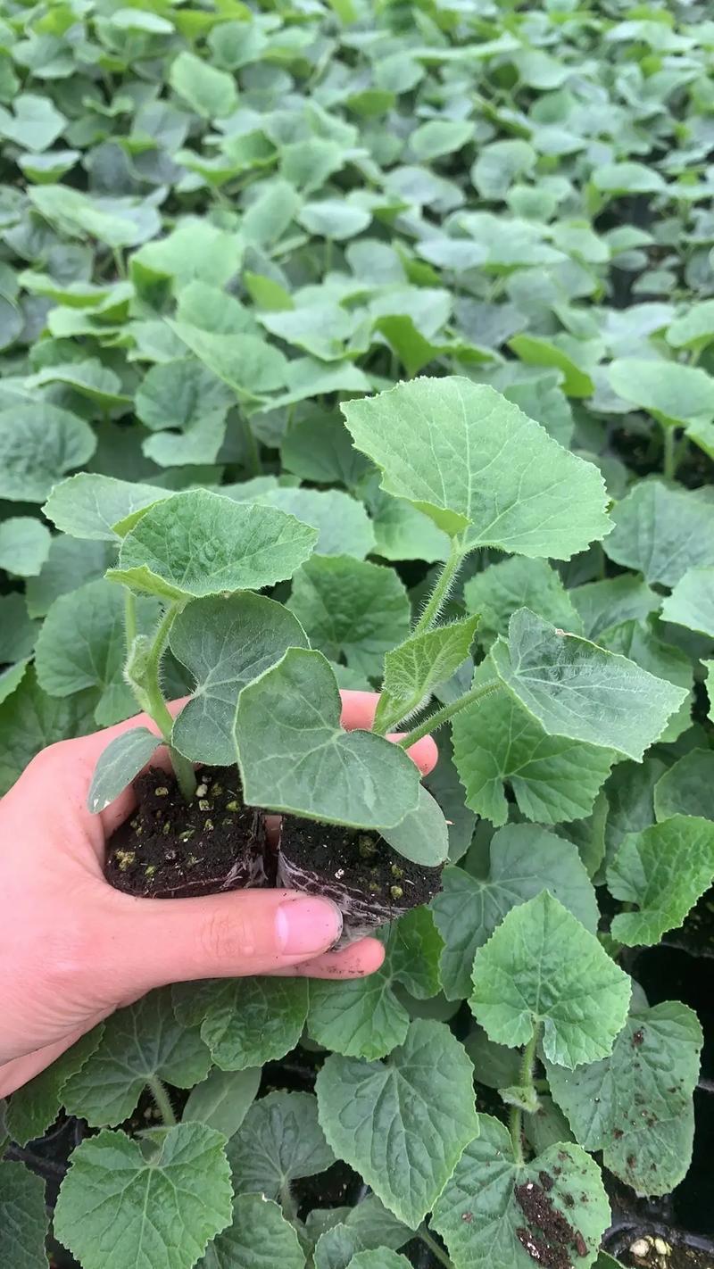 小冬瓜如何高效种植与管理？-图3