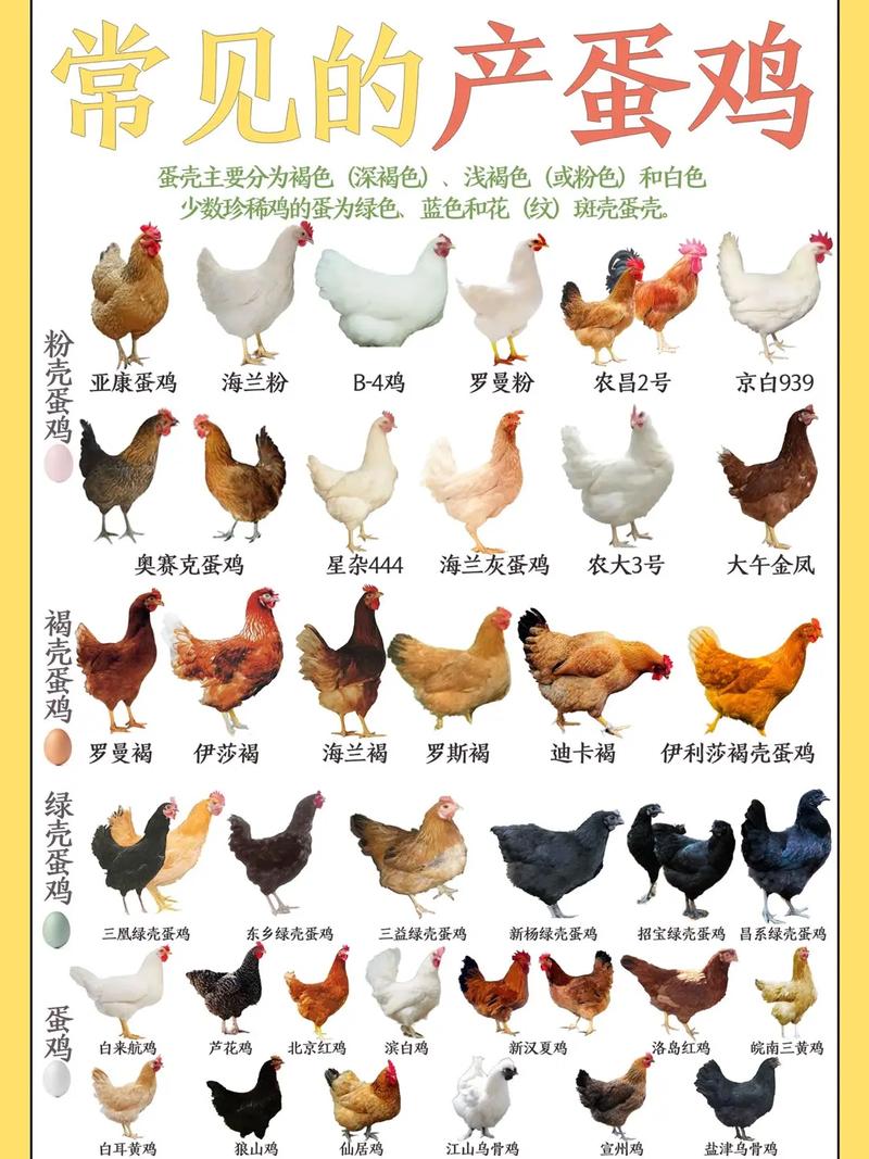 中国优良家畜品种有哪些？-图3