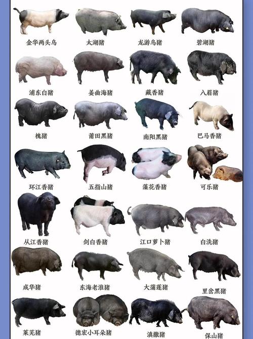 中国优良家畜品种有哪些？-图2