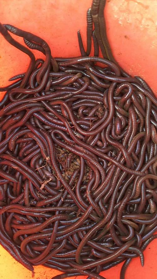 细蚯蚓是什么品种？-图3