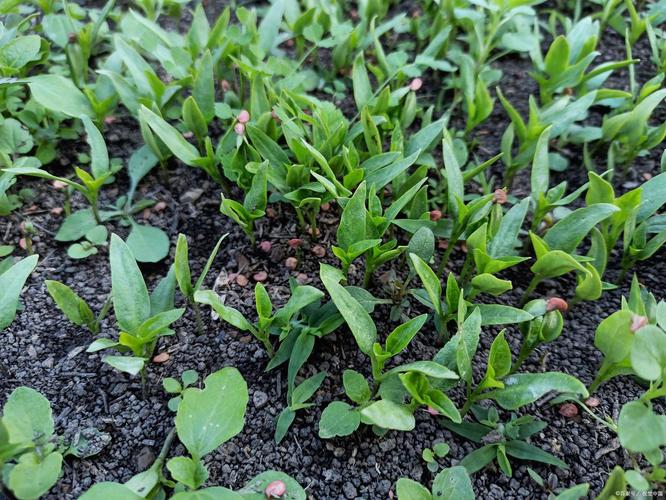 露地蔬菜怎么种才高产？-图2