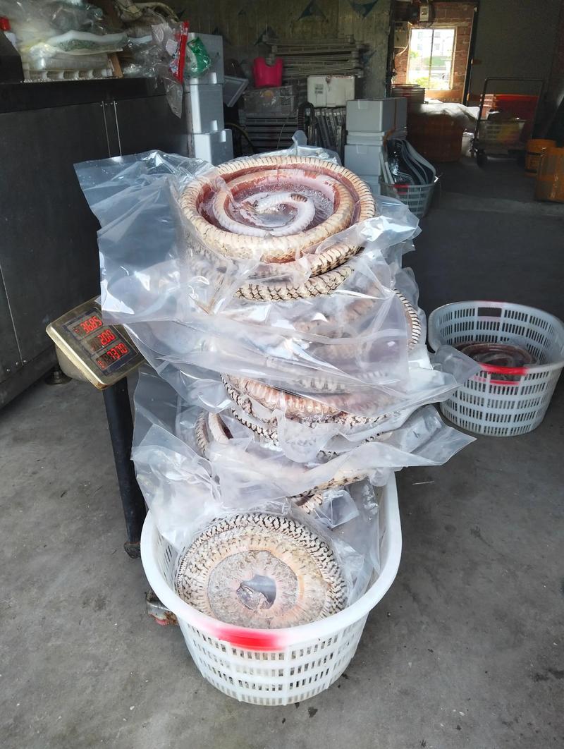 2025年水律蛇价格会涨还是跌？-图1