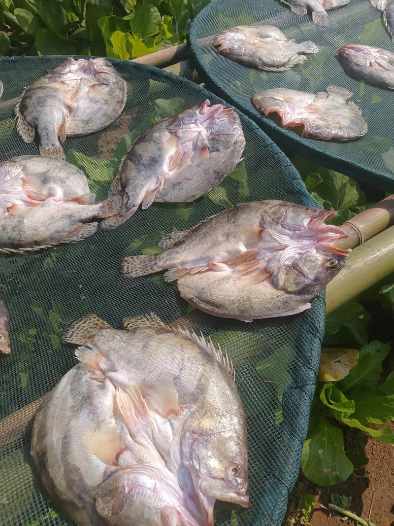 桂鱼养殖技术与规格有哪些关键点？-图2