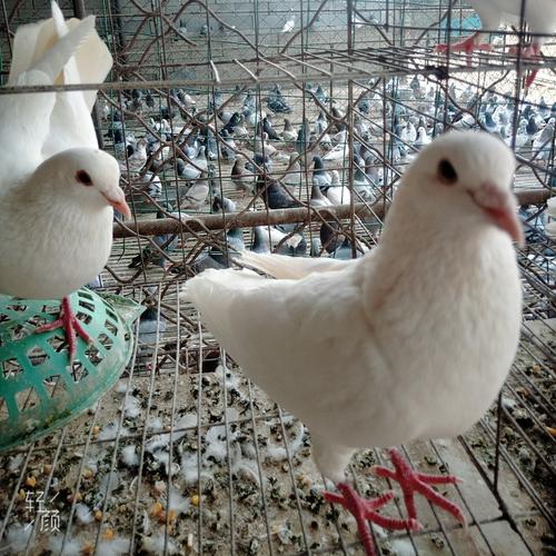 白羽王鸽养殖技术视频怎么学？-图1