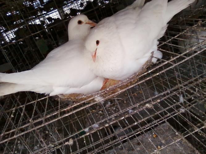 白羽王鸽养殖技术视频怎么学？-图2