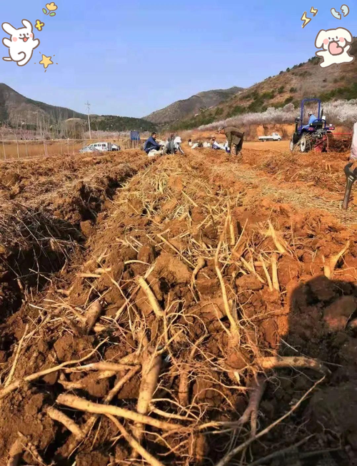 桔梗种植技术及亩收益-图1