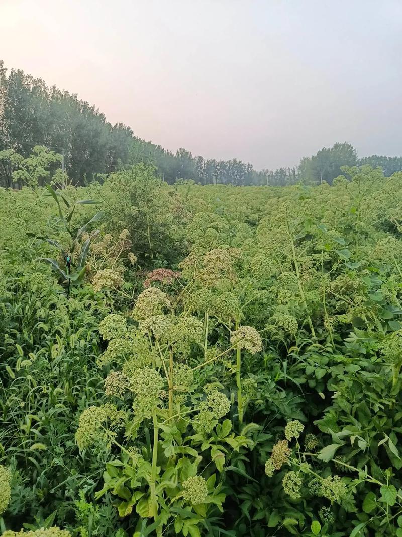 白芷怎么种才能高产？-图1