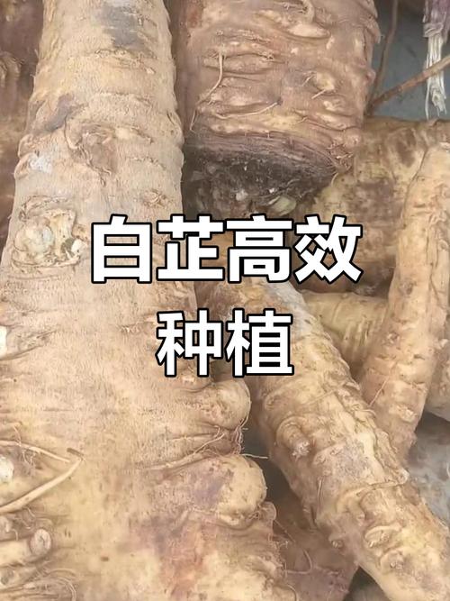 白芷怎么种才能高产？-图2